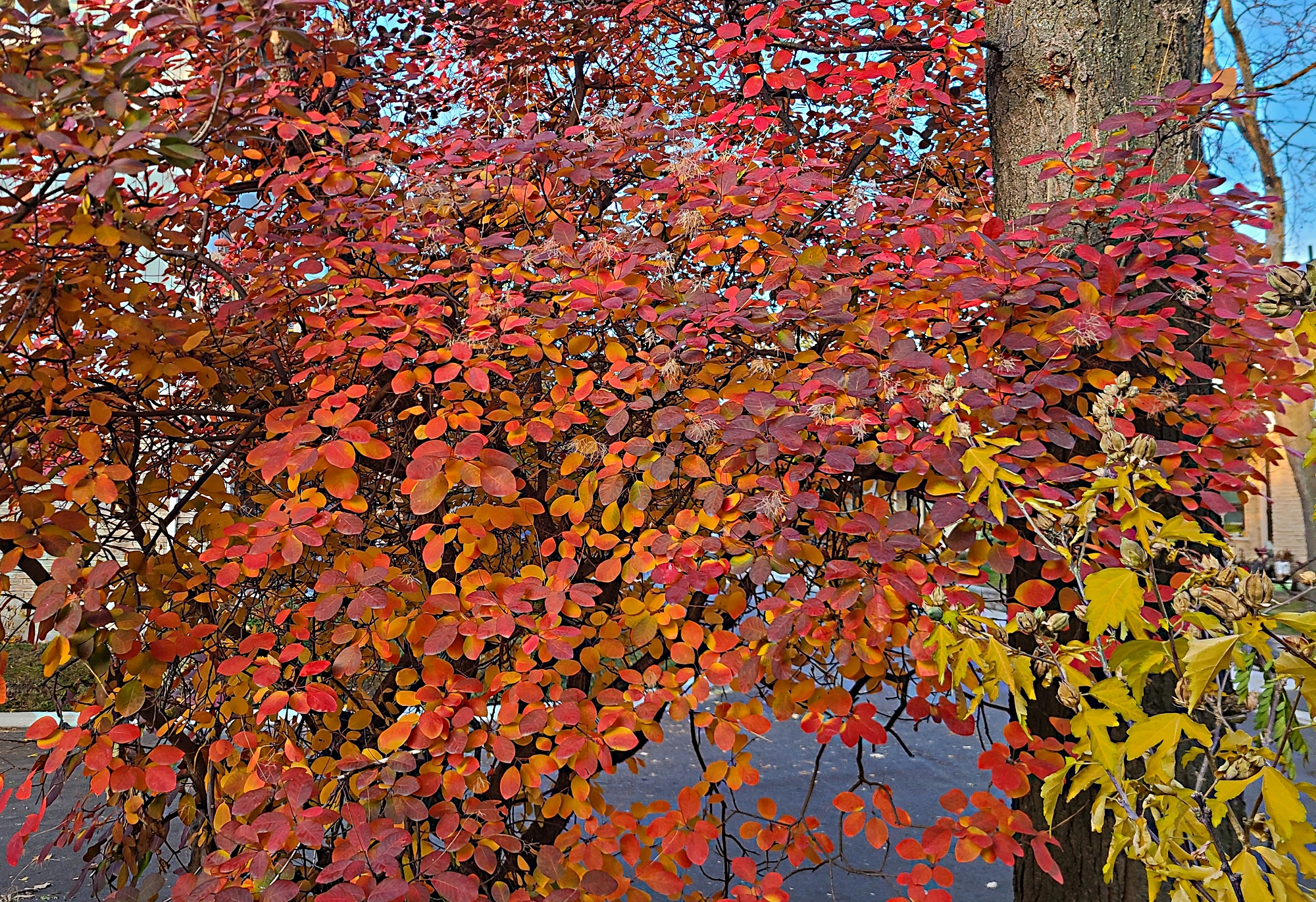 Spectacular fall colors of smoke bush