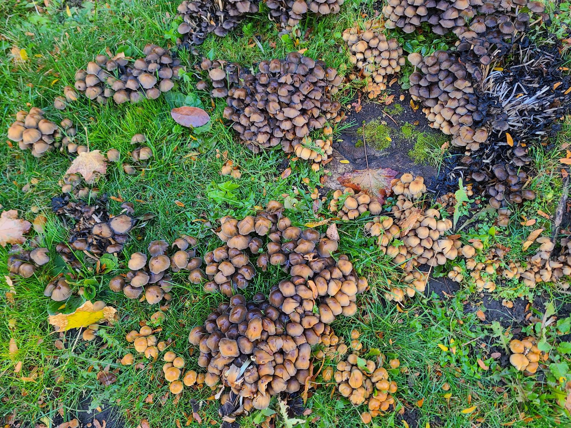 Variety of mushrooms growing in the grass